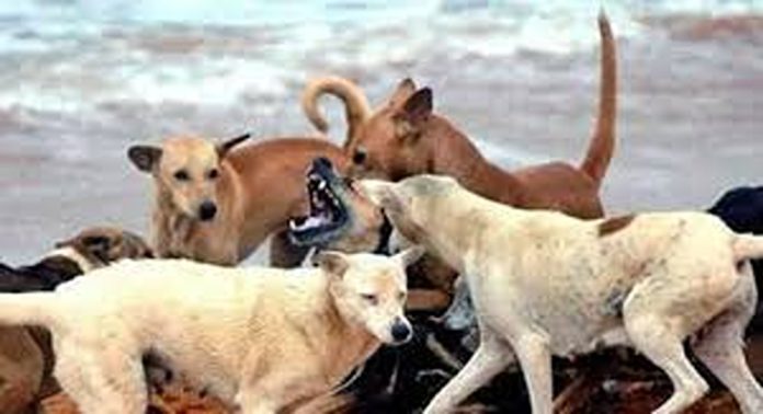 മണ്ണാർക്കാട് വീടിന്റെ സിറ്റ് ഔട്ടിൽ കളിച്ചു കൊണ്ടിരുന്ന നാല് വയസ്സുകാരന് തെരുവു നായയുടെ ആക്രമണം മണ്ണാർക്കാട് വീടിന്റെ സിറ്റ് ഔട്ടിൽ കളിച്ചു കൊണ്ടിരുന്ന നാല് വയസ്സുകാരന് തെരുവു നായയുടെ ആക്രമണം