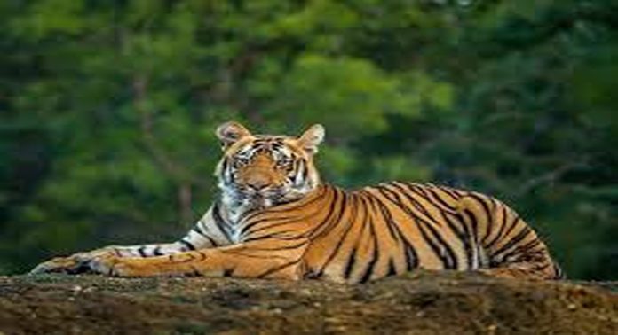 കാളികാവ് കടുവാ ദൗത്യത്തിൻ്റെ ചുമതലയിലുള്ള നിലമ്പൂർ സൗത്ത് ഡി എഫ് ഒയ്ക്ക് സ്ഥലം മാറ്റം കാളികാവ് കടുവാ ദൗത്യത്തിൻ്റെ ചുമതലയിലുള്ള നിലമ്പൂർ സൗത്ത് ഡി എഫ് ഒയ്ക്ക് സ്ഥലം മാറ്റം
