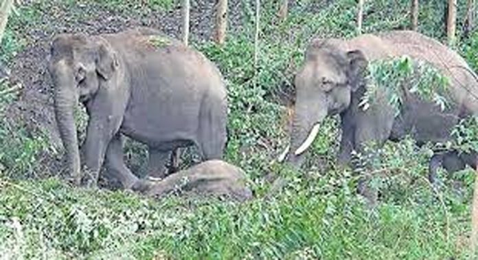 പീച്ചി ഡാം റിസർവോയറിൽ കണ്ടെത്തിയ കാട്ടാനക്കുട്ടി ചെരിഞ്ഞു പീച്ചി ഡാം റിസർവോയറിൽ കണ്ടെത്തിയ കാട്ടാനക്കുട്ടി ചെരിഞ്ഞു