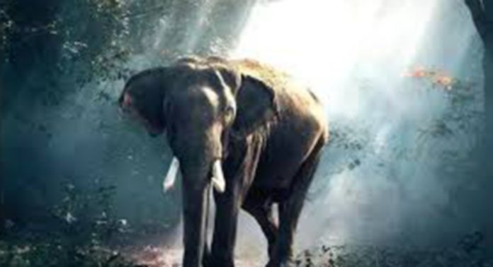 വടശ്ശേരിക്കരയില് നാശംവിതച്ച് കാട്ടാന വടശ്ശേരിക്കരയില് നാശംവിതച്ച് കാട്ടാന