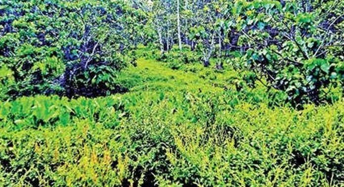 കടലാസില് ഒതുങ്ങി ചെറിയനാട് പഞ്ചായത്തിൽ ആധുനിക അറവുശാല കടലാസില് ഒതുങ്ങി ചെറിയനാട് പഞ്ചായത്തിൽ ആധുനിക അറവുശാല