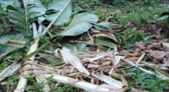 കലഞ്ഞൂര് കുളത്തുമണ്ണിൽ വീണ്ടും കാട്ടാനശല്യം രൂക്ഷം കലഞ്ഞൂര് കുളത്തുമണ്ണിൽ വീണ്ടും കാട്ടാനശല്യം രൂക്ഷം