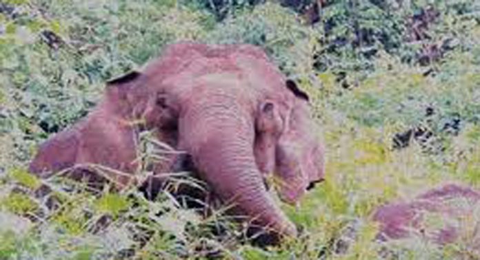 പയ്യനാമൺ കാർമലയിൽ ഒരാഴ്ചയ്ക്കുള്ളിൽ വീണ്ടും കാട്ടാനശല്യം പയ്യനാമൺ കാർമലയിൽ ഒരാഴ്ചയ്ക്കുള്ളിൽ വീണ്ടും കാട്ടാനശല്യം