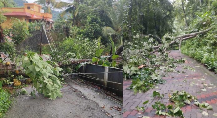 കാറ്റിലും മഴയിലും കോന്നിയുടെ മലയോര മേഖലയിൽ വ്യാപക നാശനഷ്ടം കാറ്റിലും മഴയിലും കോന്നിയുടെ മലയോര മേഖലയിൽ വ്യാപക നാശനഷ്ടം