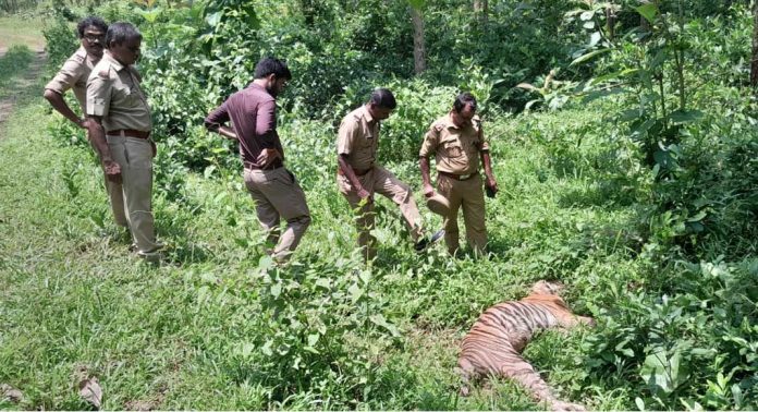 കുമ്മണ്ണൂർ വനത്തിൽ കണ്ടെത്തിയ കടുവയുടെ ജഡം സംസ്കരിച്ചു കുമ്മണ്ണൂർ വനത്തിൽ കണ്ടെത്തിയ കടുവയുടെ ജഡം സംസ്കരിച്ചു