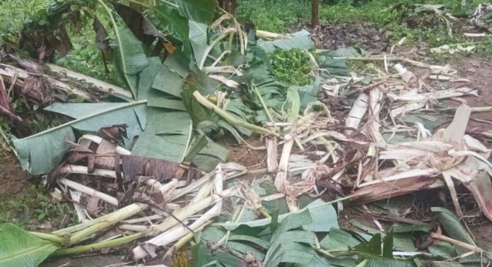 കോന്നിയുടെ മലയോര മേഖലയിൽ കൃഷി നശിപ്പിച്ച് കാട്ടാന കൂട്ടം കോന്നിയുടെ മലയോര മേഖലയിൽ കൃഷി നശിപ്പിച്ച് കാട്ടാന കൂട്ടം