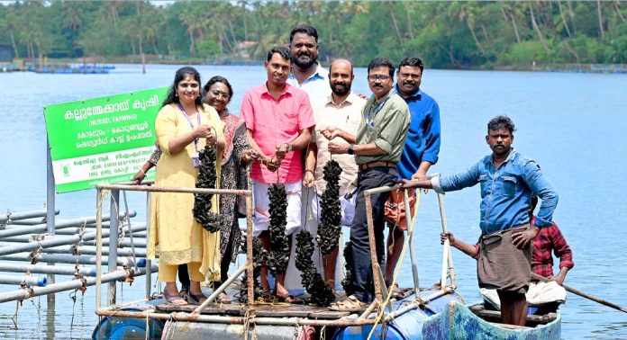 സിഎംഎഫ്ആർഐയുടെ കല്ലുമ്മക്കായ കൃഷിയിൽ 1.7 ടൺ വിളവെടുപ്പ് സിഎംഎഫ്ആർഐയുടെ കല്ലുമ്മക്കായ കൃഷിയിൽ 1.7 ടൺ വിളവെടുപ്പ്