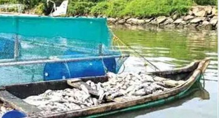 കൃഷിക്കായി കർഷകൾ വളർത്തിയ മത്സ്യങ്ങൾ കൂട്ടത്തോടെ ചത്തു കൃഷിക്കായി കർഷകൾ വളർത്തിയ മത്സ്യങ്ങൾ കൂട്ടത്തോടെ ചത്തു