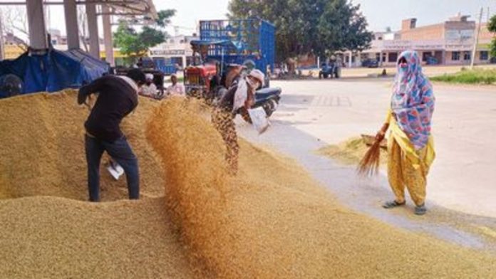 മാസങ്ങളായി നെല്ല് സംഭരണം മുടങ്ങി ; പ്രതിസന്ധിയിലായി നെൽ കർഷകർ മാസങ്ങളായി നെല്ല് സംഭരണം മുടങ്ങി ; പ്രതിസന്ധിയിലായി നെൽ കർഷകർ