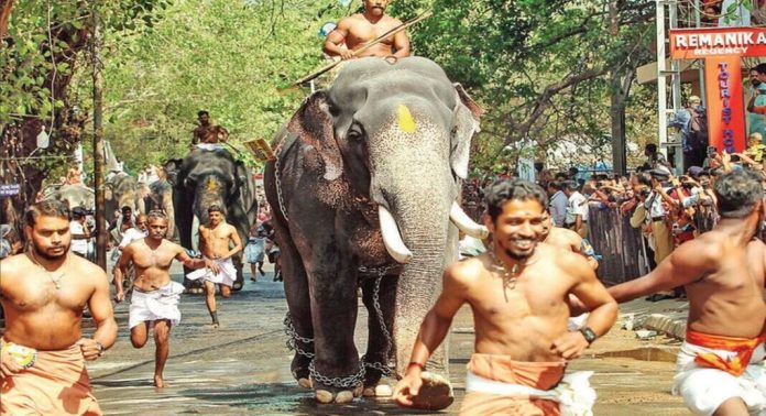 ഗുരുവായൂര് ആനയോട്ടത്തിലെ പേരെടുത്ത ഓട്ടക്കാരന് കൊമ്പന് ഗോപികണ്ണന് ചരിഞ്ഞു ഗുരുവായൂര് ആനയോട്ടത്തിലെ പേരെടുത്ത ഓട്ടക്കാരന് കൊമ്പന് ഗോപികണ്ണന് ചരിഞ്ഞു