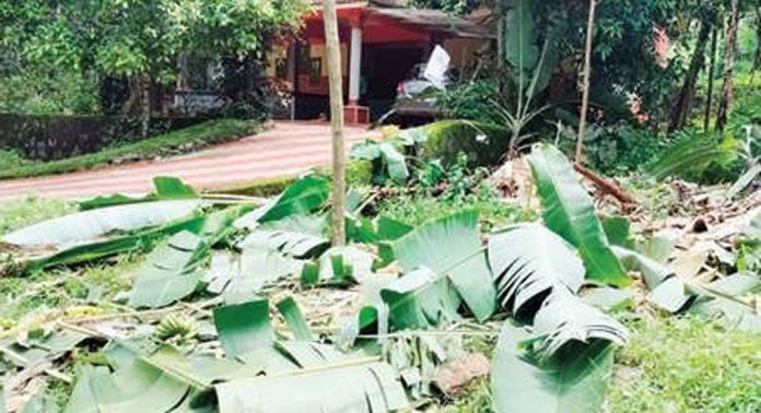 കലഞ്ഞൂര് കുളത്തുമൺ താമരപ്പള്ളി മേഖലയിൽ കാട്ടാന കൃഷി നശിപ്പിച്ചു കലഞ്ഞൂര് കുളത്തുമൺ താമരപ്പള്ളി മേഖലയിൽ കാട്ടാന കൃഷി നശിപ്പിച്ചു