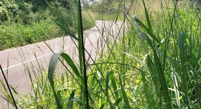 അട്ടച്ചാക്കൽ കുമ്പളാംപൊയ്ക റോഡിരികിലെ പൊന്തക്കാടുകള് അപകടഭീഷണി ഉയര്ത്തുന്നു അട്ടച്ചാക്കൽ കുമ്പളാംപൊയ്ക റോഡിരികിലെ പൊന്തക്കാടുകള് അപകടഭീഷണി ഉയര്ത്തുന്നു