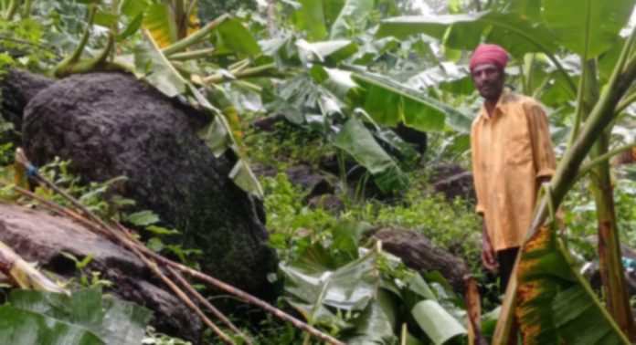 കാറ്റും മഴയും ; മല്ലപ്പള്ളിയില് കനത്ത നാശ നഷ്ടം കാറ്റും മഴയും ; മല്ലപ്പള്ളിയില് കനത്ത നാശ നഷ്ടം