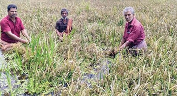 ശക്തമായ മഴ ; മാവരപ്പാടത്ത് യന്ത്രം ഇറക്കാനാകാതെ കൊയ്ത്ത് മുടങ്ങി ശക്തമായ മഴ ; മാവരപ്പാടത്ത് യന്ത്രം ഇറക്കാനാകാതെ കൊയ്ത്ത് മുടങ്ങി