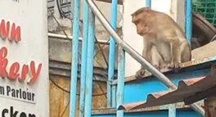 ചിറ്റാർ മാർക്കറ്റിലും പരിസര പ്രദേശങ്ങളിലും കുരങ്ങ് ശല്യം രൂക്ഷം ചിറ്റാർ മാർക്കറ്റിലും പരിസര പ്രദേശങ്ങളിലും കുരങ്ങ് ശല്യം രൂക്ഷം