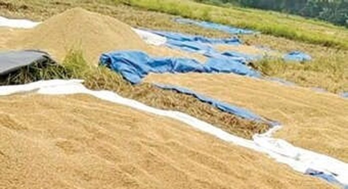 ഇടനീർ പാടശേഖരത്തിലെ കർഷകരെ വലച്ച് മില്ലുകാർ ഇടനീർ പാടശേഖരത്തിലെ കർഷകരെ വലച്ച് മില്ലുകാർ