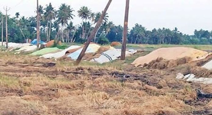 കൊയ്ത്തുകഴിഞ്ഞ് ദിവസങ്ങൾ പിന്നിട്ടിട്ടും സംഭരണം നടന്നില്ല ; ചെമ്പടി ചക്കംകരി പാടത്തെ കർഷകർ പ്രതിസന്ധിയിൽ കൊയ്ത്തുകഴിഞ്ഞ് ദിവസങ്ങൾ പിന്നിട്ടിട്ടും സംഭരണം നടന്നില്ല ; ചെമ്പടി ചക്കംകരി പാടത്തെ കർഷകർ പ്രതിസന്ധിയിൽ