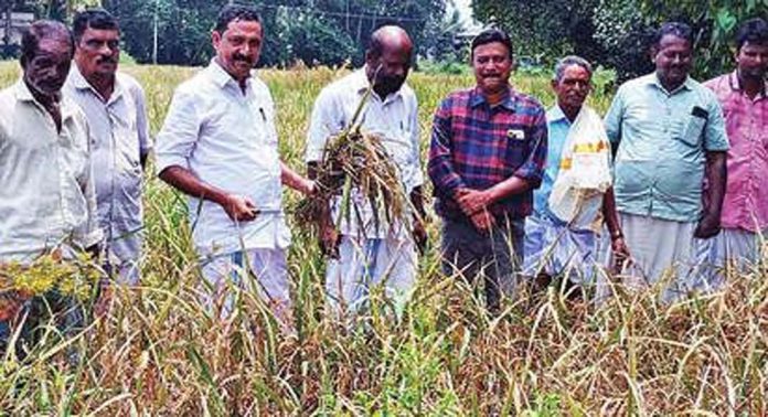 പള്ളിപ്പാട് വൈപ്പിൻകാട് തെക്ക് പാടശേഖരത്തിൽ കൊയ്ത്തുത്സവവും കർഷകരെ ആദരിക്കലും നടന്നു പള്ളിപ്പാട് വൈപ്പിൻകാട് തെക്ക് പാടശേഖരത്തിൽ കൊയ്ത്തുത്സവവും കർഷകരെ ആദരിക്കലും നടന്നു