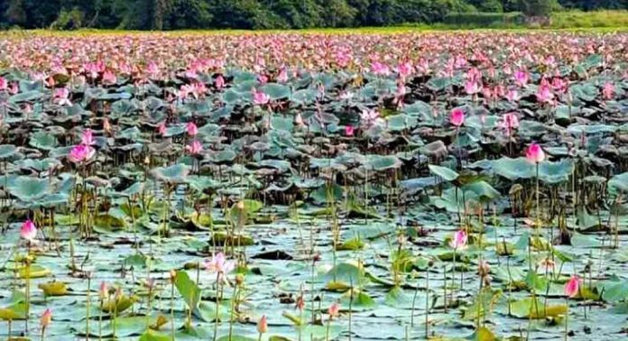 ചേരിക്കൽ കരിങ്ങാലി പാടശേഖരം നിറഞ്ഞ് താമര വസന്തം ചേരിക്കൽ കരിങ്ങാലി പാടശേഖരം നിറഞ്ഞ് താമര വസന്തം