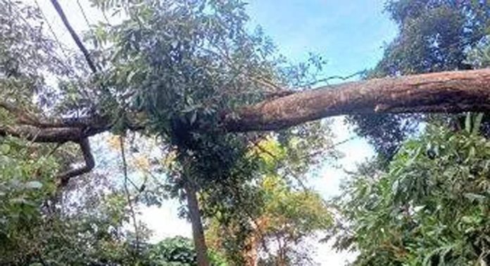 ശക്തമായ മഴ ; ജില്ലയിലെ പല സ്ഥലങ്ങളിലും മരങ്ങൾ ഒടിഞ്ഞു വീണ് വൈദ്യുതി പോസ്റ്റുകൾ തകർന്നു ശക്തമായ മഴ ; ജില്ലയിലെ പല സ്ഥലങ്ങളിലും മരങ്ങൾ ഒടിഞ്ഞു വീണ് വൈദ്യുതി പോസ്റ്റുകൾ തകർന്നു