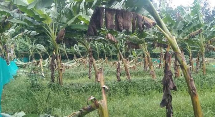 കനത്ത മഴ ; പ്രമാടം ഗ്രാമപഞ്ചായത്തിന്റെ വിവിധ ഭാഗങ്ങളിൽ വ്യാപക നാശനഷ്ടം കനത്ത മഴ ; പ്രമാടം ഗ്രാമപഞ്ചായത്തിന്റെ വിവിധ ഭാഗങ്ങളിൽ വ്യാപക നാശനഷ്ടം