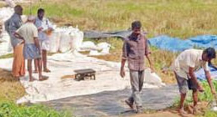 പള്ളിപ്പാട് വഴുതാനം ചിറക്കുഴി പാടശേഖരത്തിൽ കൊയ്തെടുത്ത നെല്ല് മില്ലുകാർ സംഭരിക്കുന്നില്ല പള്ളിപ്പാട് വഴുതാനം ചിറക്കുഴി പാടശേഖരത്തിൽ കൊയ്തെടുത്ത നെല്ല് മില്ലുകാർ സംഭരിക്കുന്നില്ല