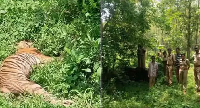 പത്തനംതിട്ട കോന്നിയിൽ കടുവയെ ചത്തനിലയിൽ കണ്ടെത്തി പത്തനംതിട്ട കോന്നിയിൽ കടുവയെ ചത്തനിലയിൽ കണ്ടെത്തി