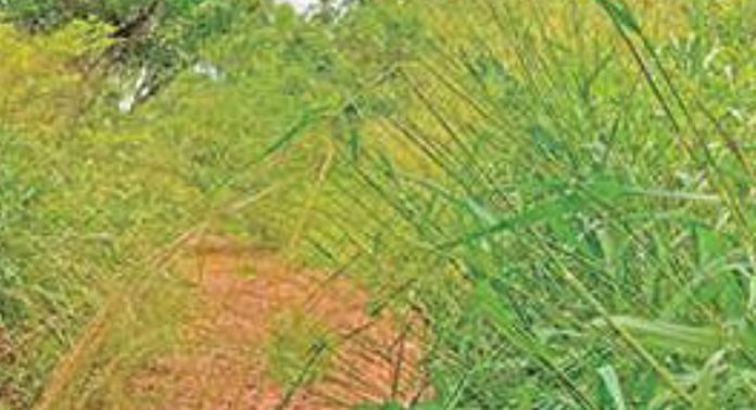 കെഐപി കനാൽ റോഡിന്റെ ഇരുവശങ്ങളിലും പാഴ്ച്ചെടികൾ വളർന്ന് റോഡ് കാണാൻപറ്റാത്ത അവസ്ഥയിൽ കെഐപി കനാൽ റോഡിന്റെ ഇരുവശങ്ങളിലും പാഴ്ച്ചെടികൾ വളർന്ന് റോഡ് കാണാൻപറ്റാത്ത അവസ്ഥയിൽ
