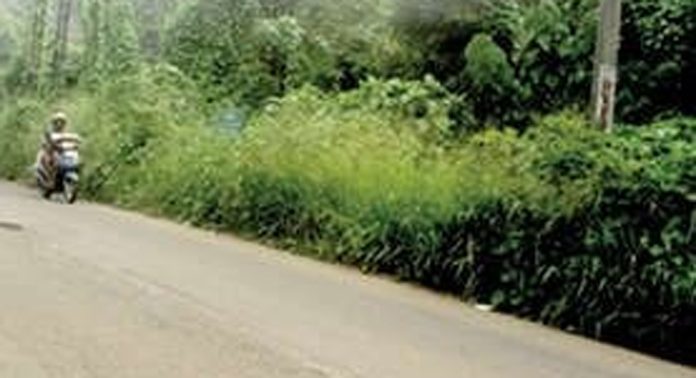 കോന്നി സഞ്ചായത്ത് കടവ് റോഡിലെ കാട് അപകടഭീതി ഉയര്ത്തുന്നു കോന്നി സഞ്ചായത്ത് കടവ് റോഡിലെ കാട് അപകടഭീതി ഉയര്ത്തുന്നു