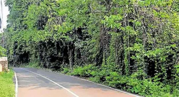 മുട്ടുമൺ കുറിയന്നൂർ റോഡില് മരച്ചില്ലകൾ റോഡിലേക്ക് തള്ളി നിൽക്കുന്നത് അപകട ഭീഷണി ഉയര്ത്തുന്നു മുട്ടുമൺ കുറിയന്നൂർ റോഡില് മരച്ചില്ലകൾ റോഡിലേക്ക് തള്ളി നിൽക്കുന്നത് അപകട ഭീഷണി ഉയര്ത്തുന്നു