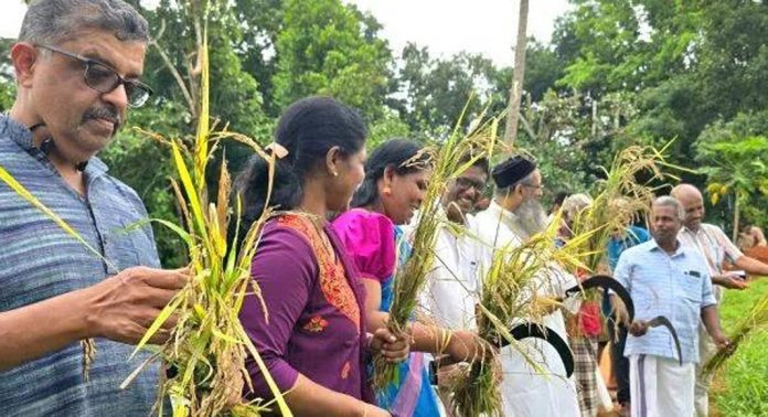 ആലുംതുരുത്തി പെരുപുഞ്ച പാടശേഖരത്തിൽ നെൽകൃഷിയുടെ കൊയ്ത്തുത്സവം നടത്തി ആലുംതുരുത്തി പെരുപുഞ്ച പാടശേഖരത്തിൽ നെൽകൃഷിയുടെ കൊയ്ത്തുത്സവം നടത്തി