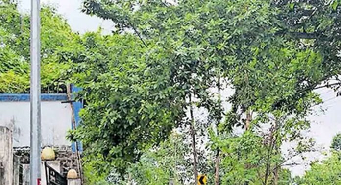 മല്ലപ്പള്ളി–പരിയാരം–കോമളം റോഡിൽ താഴ്ന്നുകിടക്കുന്ന മരശിഖരം വാഹനങ്ങൾക്ക് തടസ്സമാകുന്നതായി പരാതി മല്ലപ്പള്ളി–പരിയാരം–കോമളം റോഡിൽ താഴ്ന്നുകിടക്കുന്ന മരശിഖരം വാഹനങ്ങൾക്ക് തടസ്സമാകുന്നതായി പരാതി