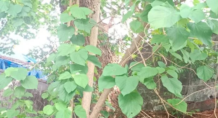 തിരുവല്ല റെയിൽവേ സ്റ്റേഷന് റോഡില് ഭീഷണിയായി മരങ്ങള് തിരുവല്ല റെയിൽവേ സ്റ്റേഷന് റോഡില് ഭീഷണിയായി മരങ്ങള്