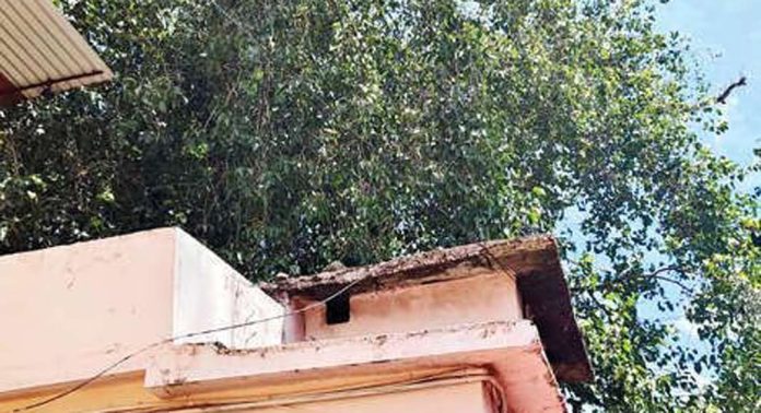 ആറന്മുള പാർഥസാരഥി ക്ഷേത്രത്തിന്റെ കിഴക്ക്ഭാഗത്ത് വീടിന് അപകടഭീഷണി ഉയർത്തി മരം ആറന്മുള പാർഥസാരഥി ക്ഷേത്രത്തിന്റെ കിഴക്ക്ഭാഗത്ത് വീടിന് അപകടഭീഷണി ഉയർത്തി മരം