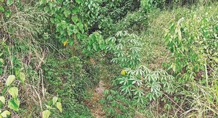 വള്ളികുന്നം കടുവിനാൽ കല്ലട ജലസേചനപദ്ധതിയുടെ കനാലുകൾ യഥാസമയം അറ്റകുറ്റപ്പണികൾ നടത്താത്തതിനാൽ വർഷങ്ങളായി തകർച്ചയിൽ വള്ളികുന്നം കടുവിനാൽ കല്ലട ജലസേചനപദ്ധതിയുടെ കനാലുകൾ യഥാസമയം അറ്റകുറ്റപ്പണികൾ നടത്താത്തതിനാൽ വർഷങ്ങളായി തകർച്ചയിൽ