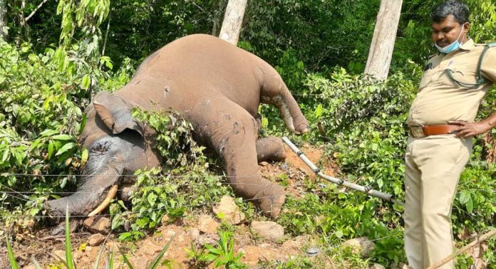 കുളത്തുമണ്ണിൽ കാട്ടാനയെ ചരിഞ്ഞ നിലയിൽ കണ്ടെത്തിയ സംഭവത്തിൽ വനം വകുപ്പ് കേസ് രജിസ്റ്റർ ചെയ്തു കുളത്തുമണ്ണിൽ കാട്ടാനയെ ചരിഞ്ഞ നിലയിൽ കണ്ടെത്തിയ സംഭവത്തിൽ വനം വകുപ്പ് കേസ് രജിസ്റ്റർ ചെയ്തു