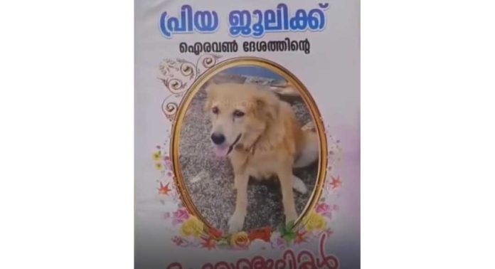 നാടിന്റെ നൊമ്പരമായി ജൂലി എന്ന തെരുവ് നായ നാടിന്റെ നൊമ്പരമായി ജൂലി എന്ന തെരുവ് നായ