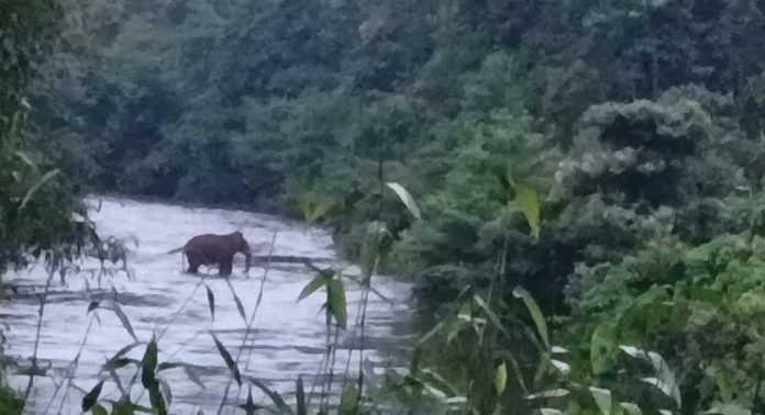 വടശ്ശേരിക്കര ഒളികല്ലില് കാട്ടാന ; ഭീതിയില് പ്രദേശവാസികൾ വടശ്ശേരിക്കര ഒളികല്ലില് കാട്ടാന ; ഭീതിയില് പ്രദേശവാസികൾ