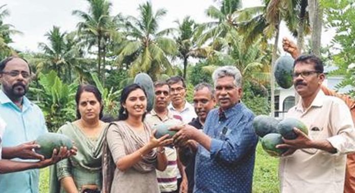പൂങ്കാവിലും തണ്ണിമത്തന് വിളവെടുപ്പ് ഉത്സവം പൂങ്കാവിലും തണ്ണിമത്തന് വിളവെടുപ്പ് ഉത്സവം