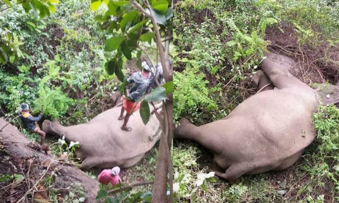 ഇടുക്കി മറയൂരിലെ സ്വകാര്യഭൂമിയിൽ കാട്ടാന ചെരിഞ്ഞ നിലയിൽ ഇടുക്കി മറയൂരിലെ സ്വകാര്യഭൂമിയിൽ കാട്ടാന ചെരിഞ്ഞ നിലയിൽ
