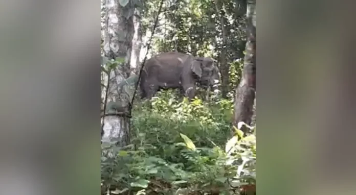നിലമ്പൂരിൽ ജനവാസ മേഖലയിൽ ഇറങ്ങിയ കാട്ടാന വ്യാപകമായി കൃഷി നശിപ്പിച്ചു നിലമ്പൂരിൽ ജനവാസ മേഖലയിൽ ഇറങ്ങിയ കാട്ടാന വ്യാപകമായി കൃഷി നശിപ്പിച്ചു