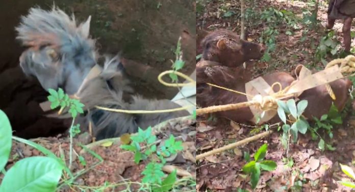പിലിക്കോട് കിണറിൽ വീണ കുതിരയെ ഫയർഫോഴ്സ് രക്ഷപെടുത്തി പിലിക്കോട് കിണറിൽ വീണ കുതിരയെ ഫയർഫോഴ്സ് രക്ഷപെടുത്തി