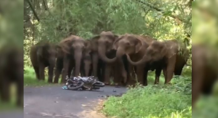 അതിരപ്പിള്ളിയിൽ കാട്ടാനക്കൂട്ടം ബൈക്ക് യാത്രക്കാരെ ആക്രമിച്ചു അതിരപ്പിള്ളിയിൽ കാട്ടാനക്കൂട്ടം ബൈക്ക് യാത്രക്കാരെ ആക്രമിച്ചു