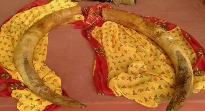 തമിഴ്നാട് വാൽപ്പാറയിൽ ആനക്കൊമ്പുമായി അഞ്ച് പേർ പിടിയിൽ തമിഴ്നാട് വാൽപ്പാറയിൽ ആനക്കൊമ്പുമായി അഞ്ച് പേർ പിടിയിൽ