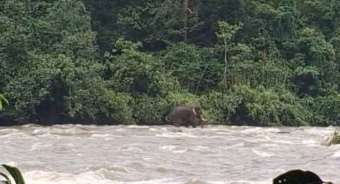 വാഴച്ചാല് പുഴയില് ഒഴുക്കില്പ്പെട്ട കാട്ടാനയെ വനം വകുപ്പ് ഇടപെട്ട് രക്ഷപ്പെടുത്തി വാഴച്ചാല് പുഴയില് ഒഴുക്കില്പ്പെട്ട കാട്ടാനയെ വനം വകുപ്പ് ഇടപെട്ട് രക്ഷപ്പെടുത്തി