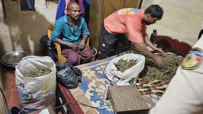 കാസർക്കോട് മഞ്ചേശ്വരത്ത് വീട്ടിൽ നിന്ന് വൻ കഞ്ചാവ് വേട്ട കാസർക്കോട് മഞ്ചേശ്വരത്ത് വീട്ടിൽ നിന്ന് വൻ കഞ്ചാവ് വേട്ട