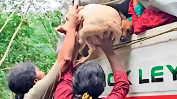 കൊട്ടാരക്കരയിൽ മൂടിക്കെട്ടിയ ലോറിയില് നായ്ക്കളുമായി എത്തിയ സംഘത്തെ തടഞ്ഞ് നാട്ടുകാര് കൊട്ടാരക്കരയിൽ മൂടിക്കെട്ടിയ ലോറിയില് നായ്ക്കളുമായി എത്തിയ സംഘത്തെ തടഞ്ഞ് നാട്ടുകാര്