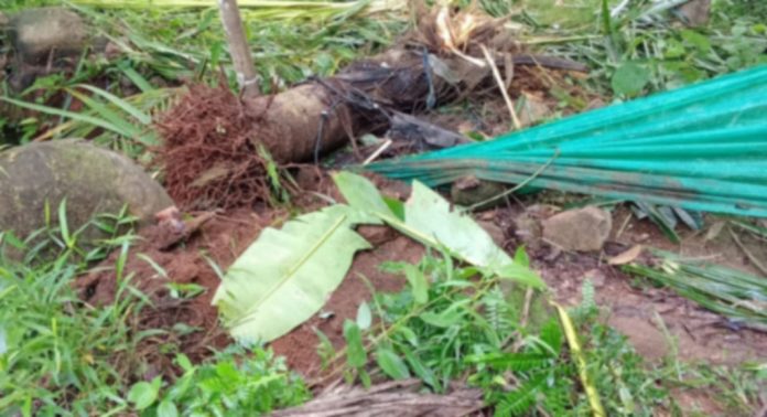 കാട്ടാനശല്യത്തില് ജീവനും കൃഷിയും സംരക്ഷിക്കാനാകാതെ വലഞ്ഞ് ഒളികല്ല് നിവാസികള് കാട്ടാനശല്യത്തില് ജീവനും കൃഷിയും സംരക്ഷിക്കാനാകാതെ വലഞ്ഞ് ഒളികല്ല് നിവാസികള്