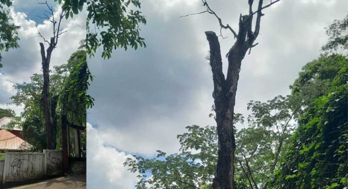 കോന്നി ആനത്താവളത്തിനുള്ളിൽ ഭീഷണിയായി ഉണക്കമരം കോന്നി ആനത്താവളത്തിനുള്ളിൽ ഭീഷണിയായി ഉണക്കമരം