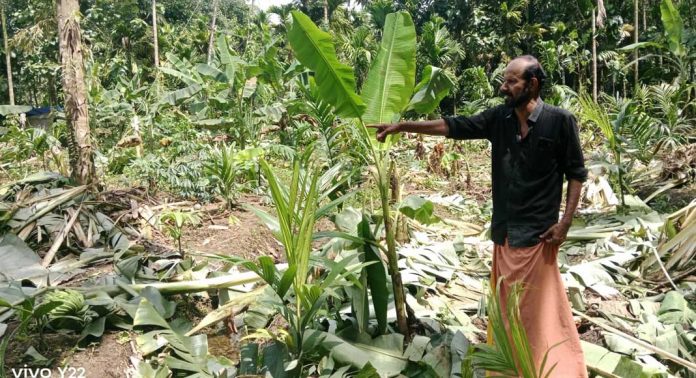 മൂന്നാം തവണയും ബാബുവിന്റെ കൃഷി നശിപ്പിച്ച് കാട്ടാന കൂട്ടം മൂന്നാം തവണയും ബാബുവിന്റെ കൃഷി നശിപ്പിച്ച് കാട്ടാന കൂട്ടം